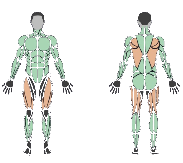 Muscle recovery map